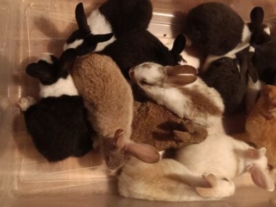 Baby Rabbits