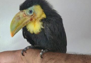 Toucan