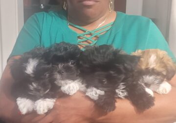Lilly, Lionel, and Lott