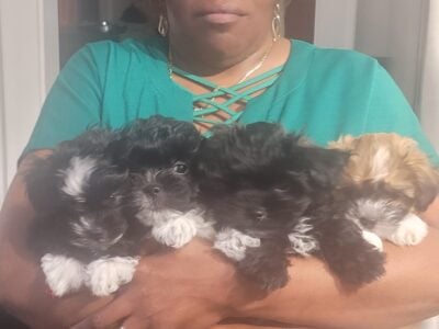 Lilly, Lionel, and Lott