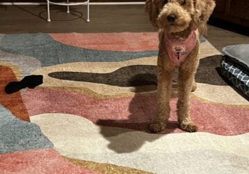 Roxy Re-home