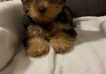 Male yorkie