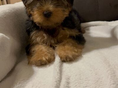 Male yorkie