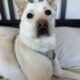 Bunny Needs a New Home