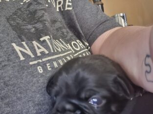 puppy