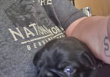 puppy