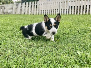 Cowboy Corgis