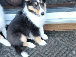 Shetland sheepdog puppies AKC registered for sale