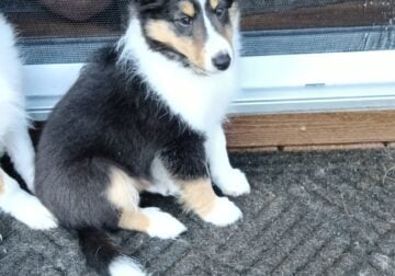 Shetland sheepdog puppies AKC registered for sale