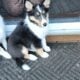 Shetland sheepdog puppies AKC registered for sale