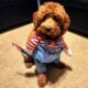 Petite mini goldendoodle puppies