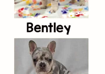 Lovely AKC Certified French Bulldog Puppy