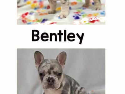 Lovely AKC Certified French Bulldog Puppy