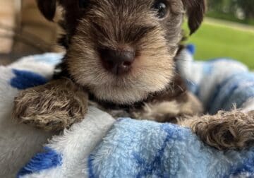Mini schnauzer puppies!