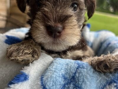 Mini schnauzer puppies!