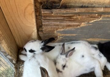 4 rabbits for free