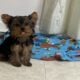CKC FEMALE YORKIE