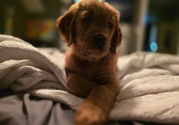 GOLDEN RETRIEVER PUPPY
