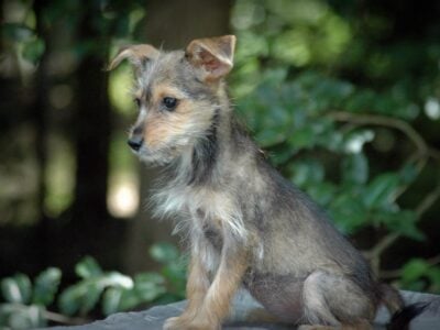 Borkie Back to school special – Puppy 2