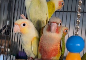 Baby Handled Green Cheek Conures – Rare Mutations