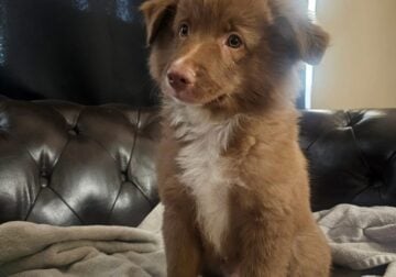 Mini Aussies