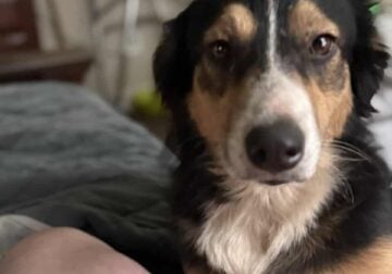 2Yr old Aussie/American Shepherd needs rehomed.