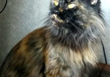 Mainecoon tortie