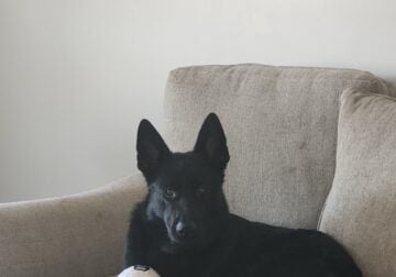 German Shephard