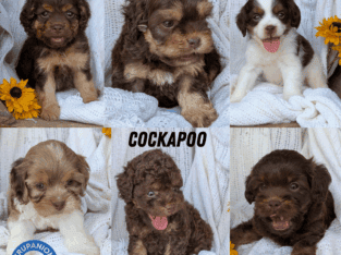 COCKAPOO PUPS