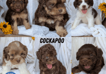 CHOCOLATE COCKAPOO PUPS