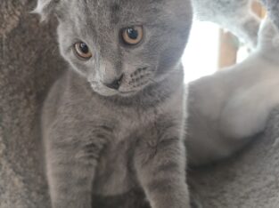 2 Scottish Fold/ Russian Blue Male Kittens