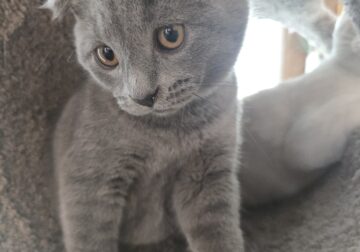 2 Scottish Fold/ Russian Blue Male Kittens