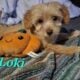 Gorgeous Teddy bear doxiepoo malti pups