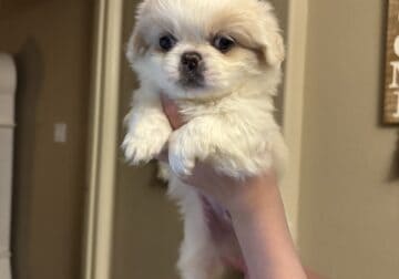 Pekingese Puppies