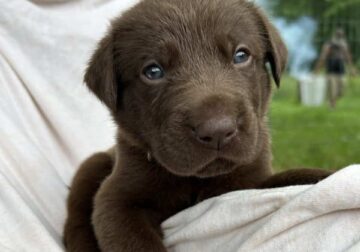 Chocolate lab puppies