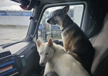 1yo pure white siberian husky needs good home
