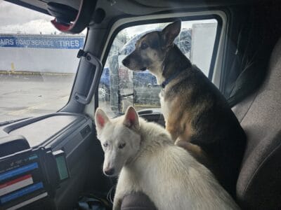 1yo pure white siberian husky needs good home