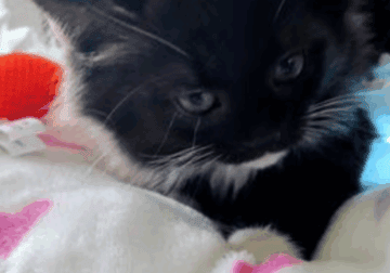 Kitten Chantilly Tiffany Maincoons ❤Ragdoll❤️❤️❤️