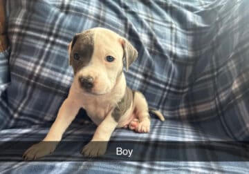 Blue Nose Pitts