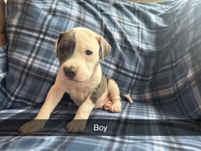Blue Nose Pitts