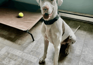 Great Dane male 1yr old