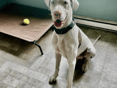 Great Dane male 1yr old