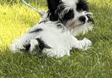 Georgie