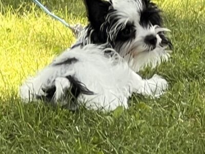Georgie