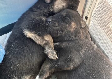Beautiful Puppies for sale