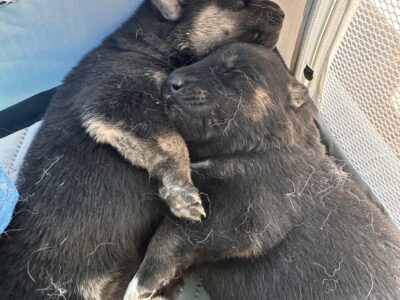 Beautiful Puppies for sale