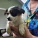 Shorkie girl 2