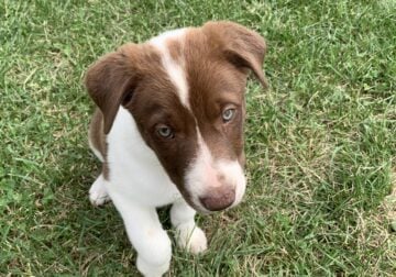 Border collie red & white with blue eyes, female!