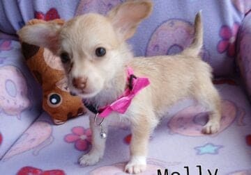 Molly