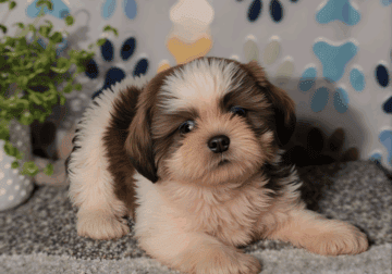 AKC Shih Tzu puppies M&F